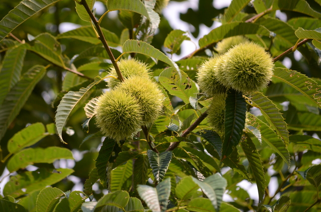 豆知識】クリの木について – 木育 – treetogreen