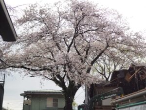 伐採された桜をどう活かす？①ご相談／小平新明幼稚園