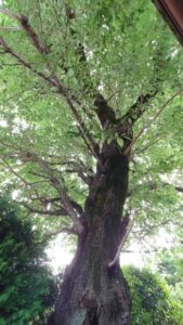 思い出の詰まったソメイヨシノを未来につなぐ①　ご相談