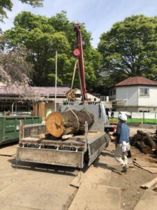 伐採された桜をどう活かす？②　伐採～スプーンへ／小平新明幼稚園